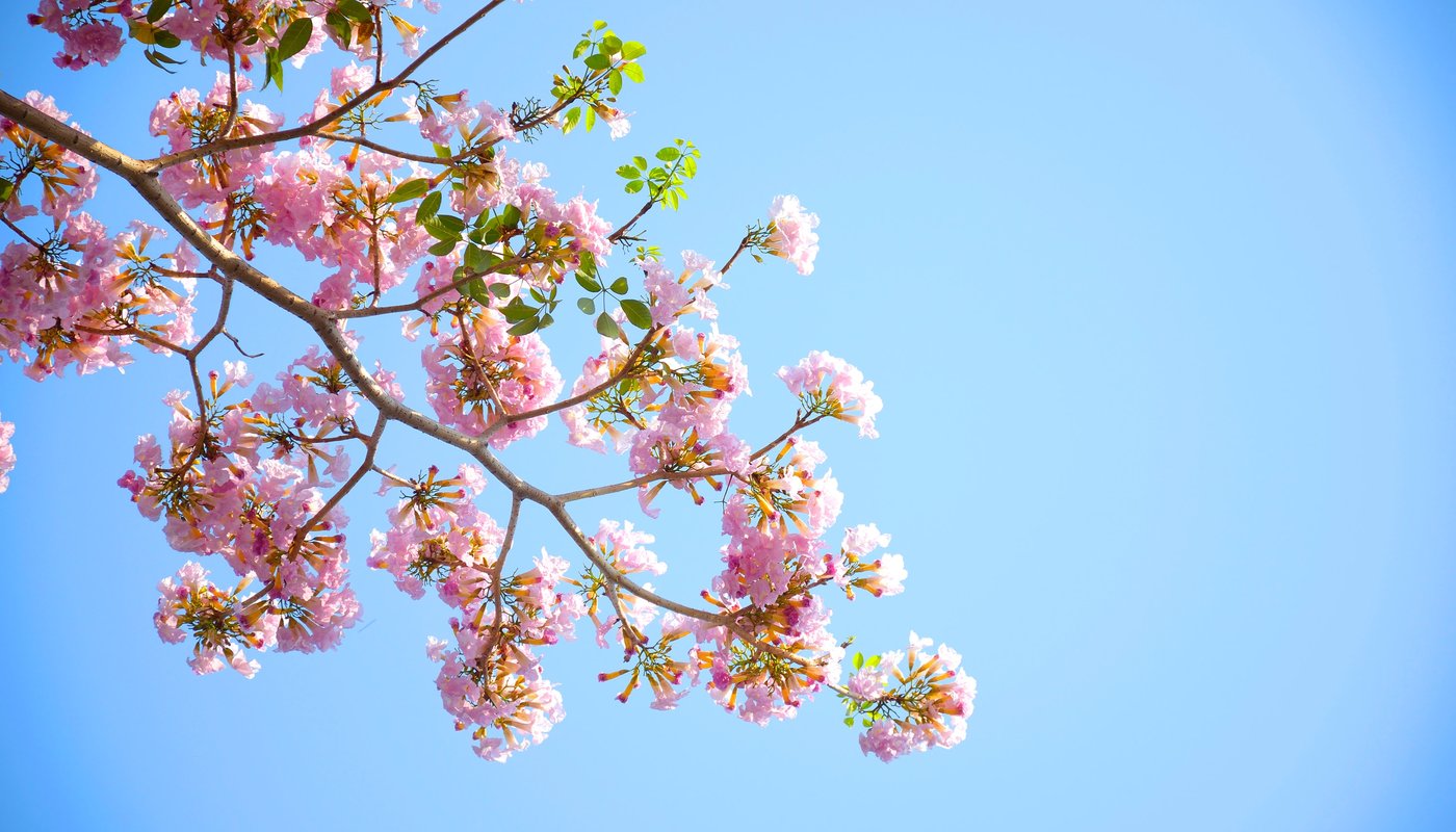 wood-nature-flowers-blue-96654